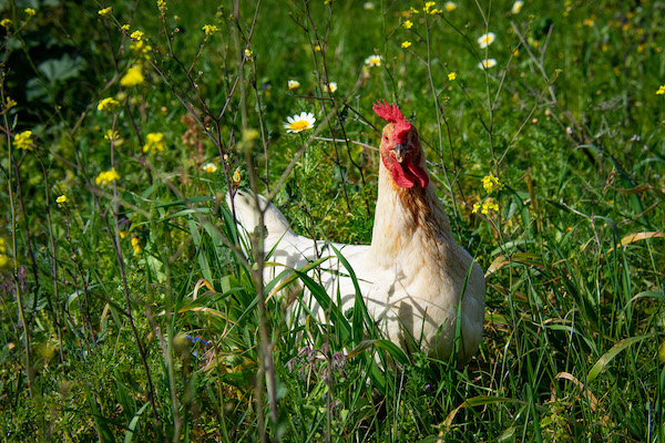 Hühner auf der Wiese